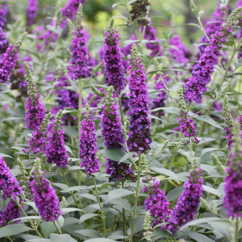 Buddleia Davidii 'miss Violet' - View 2 from www redcrocus com