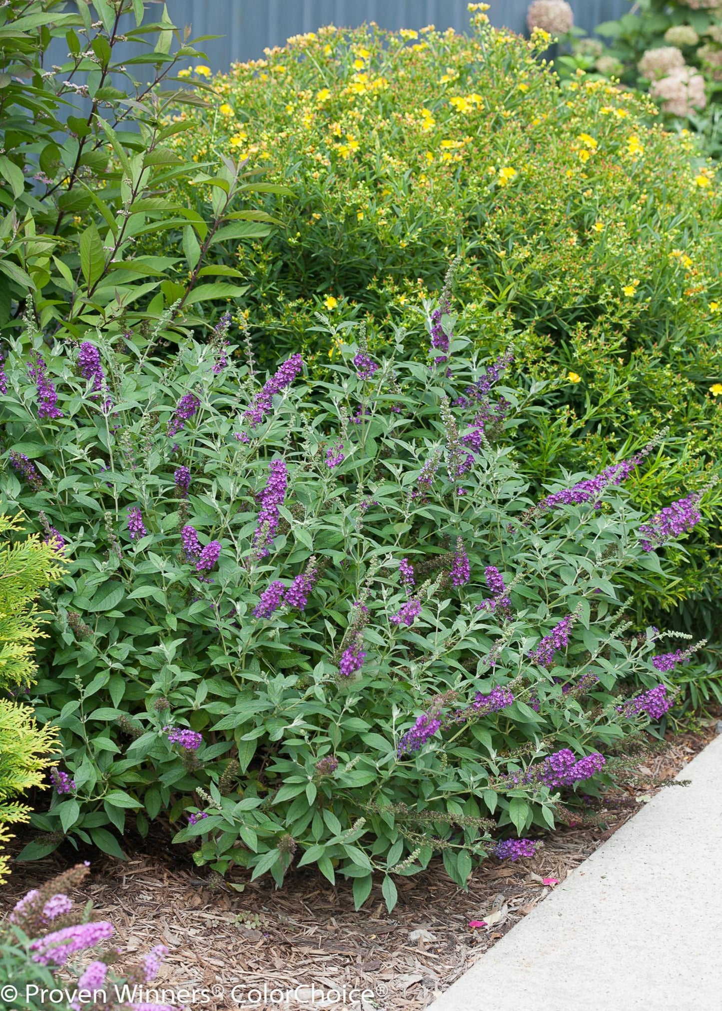 Buddleia Davidii 'miss Violet' - View 4 from www redcrocus com