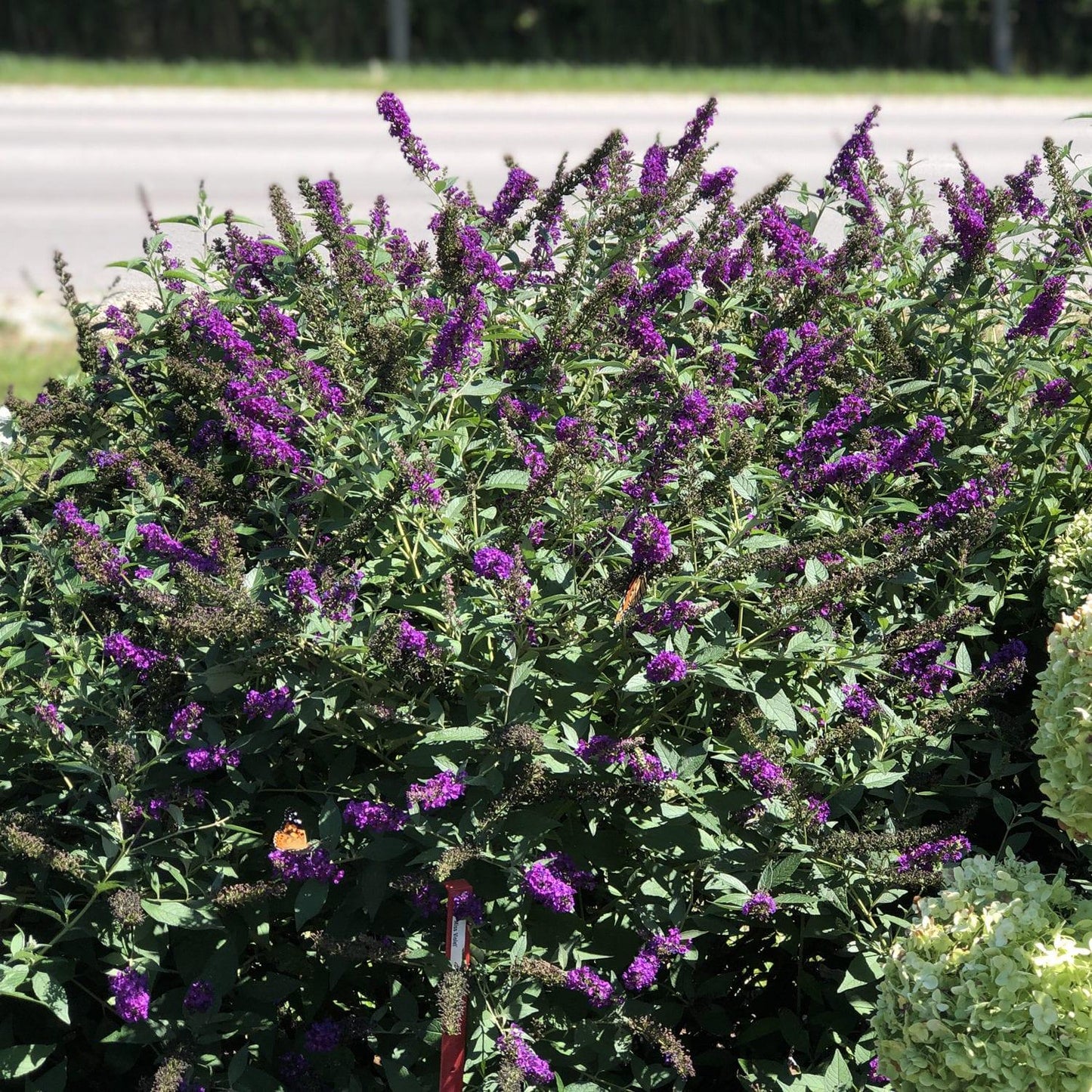 Buddleia Davidii 'miss Violet' - View 7 from www redcrocus com