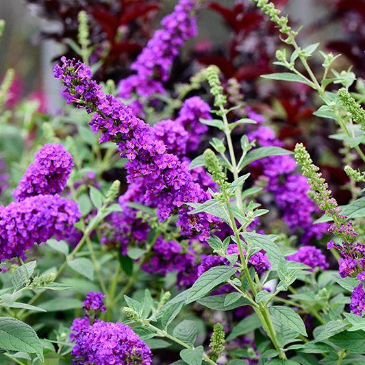 Buddleia Davidii 'miss Violet' - View 9 from www redcrocus com
