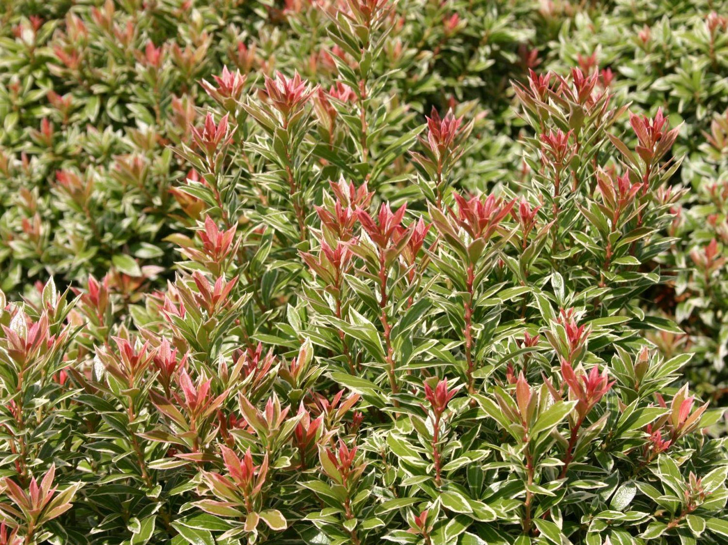 Pieris Japonica Little Heath - View 12 from www redcrocus com