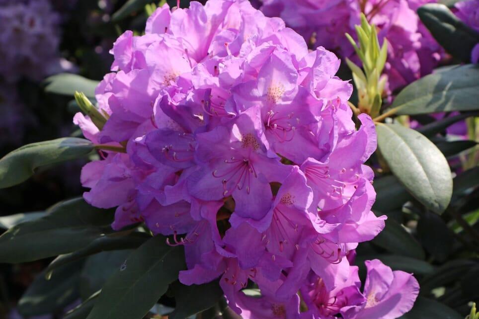 Rhododendron Boursault - View 14 from www redcrocus com