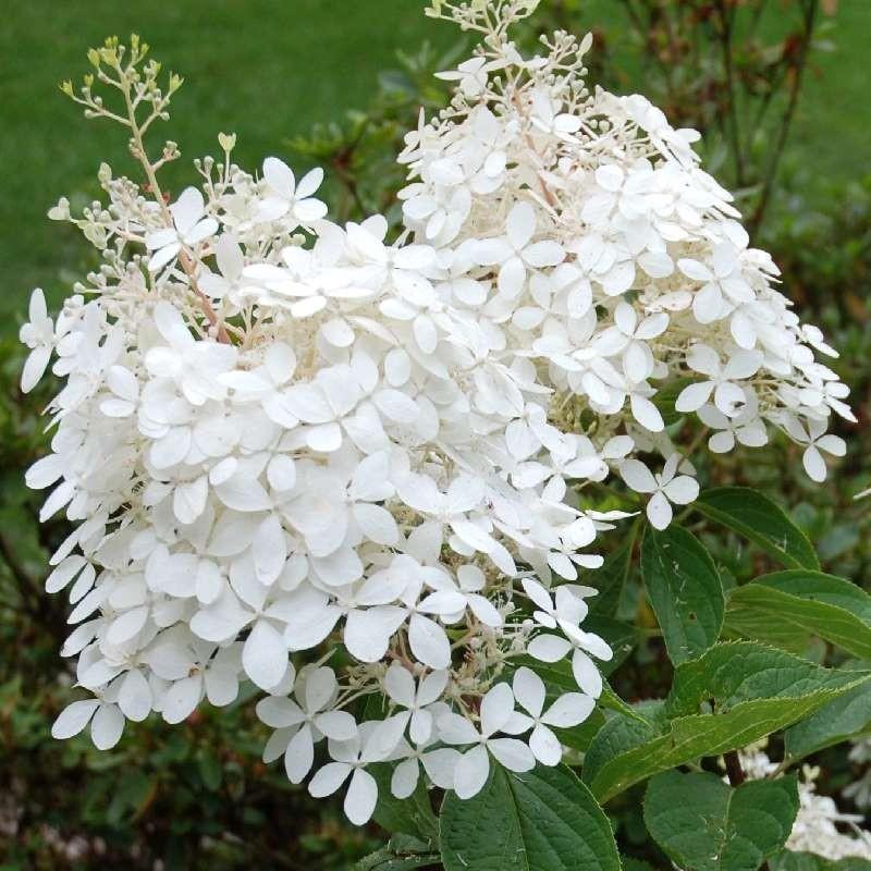 Hydrangea Paniculata Phantom Tree Form - View 10 from www redcrocus com