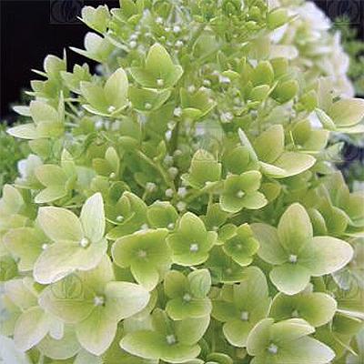 Hydrangea Paniculata Phantom Tree Form - View 11 from www redcrocus com