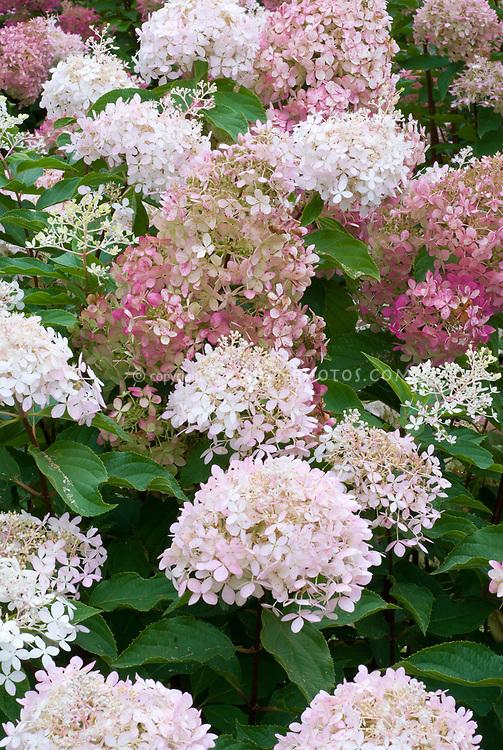 Hydrangea Paniculata Phantom Tree Form - View 12 from www redcrocus com