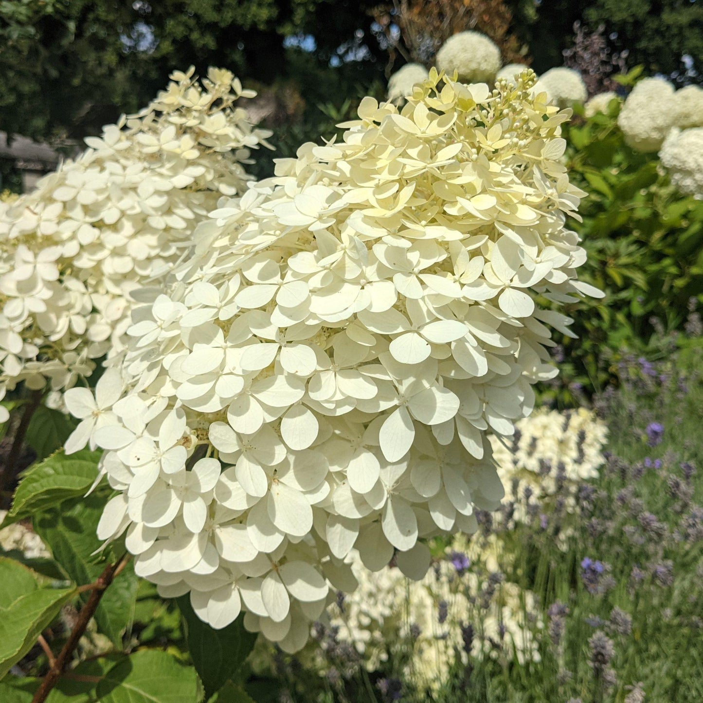 Hydrangea Paniculata Phantom Tree Form - View 13 from www redcrocus com