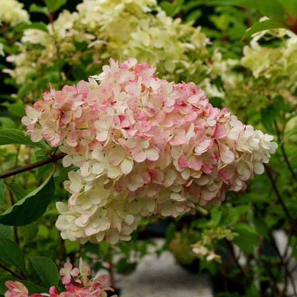 Hydrangea Paniculata Phantom Tree Form - View 15 from www redcrocus com