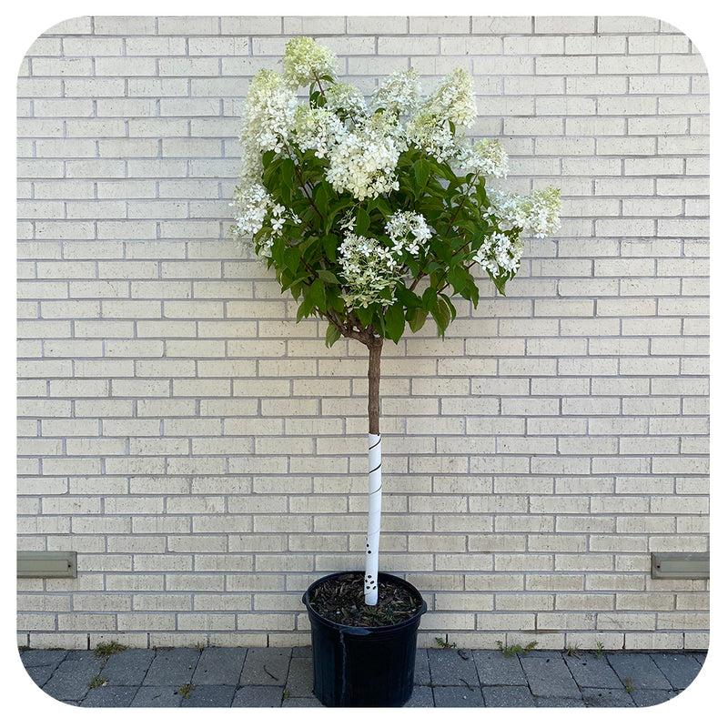 Hydrangea Paniculata Phantom Tree Form - View 16 from www redcrocus com
