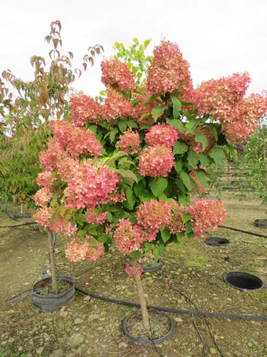 Hydrangea Paniculata Phantom Tree Form - View 17 from www redcrocus com