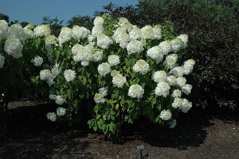Hydrangea Paniculata Phantom Tree Form - View 18 from www redcrocus com