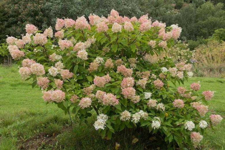 Hydrangea Paniculata Phantom Tree Form - View 19 from www redcrocus com