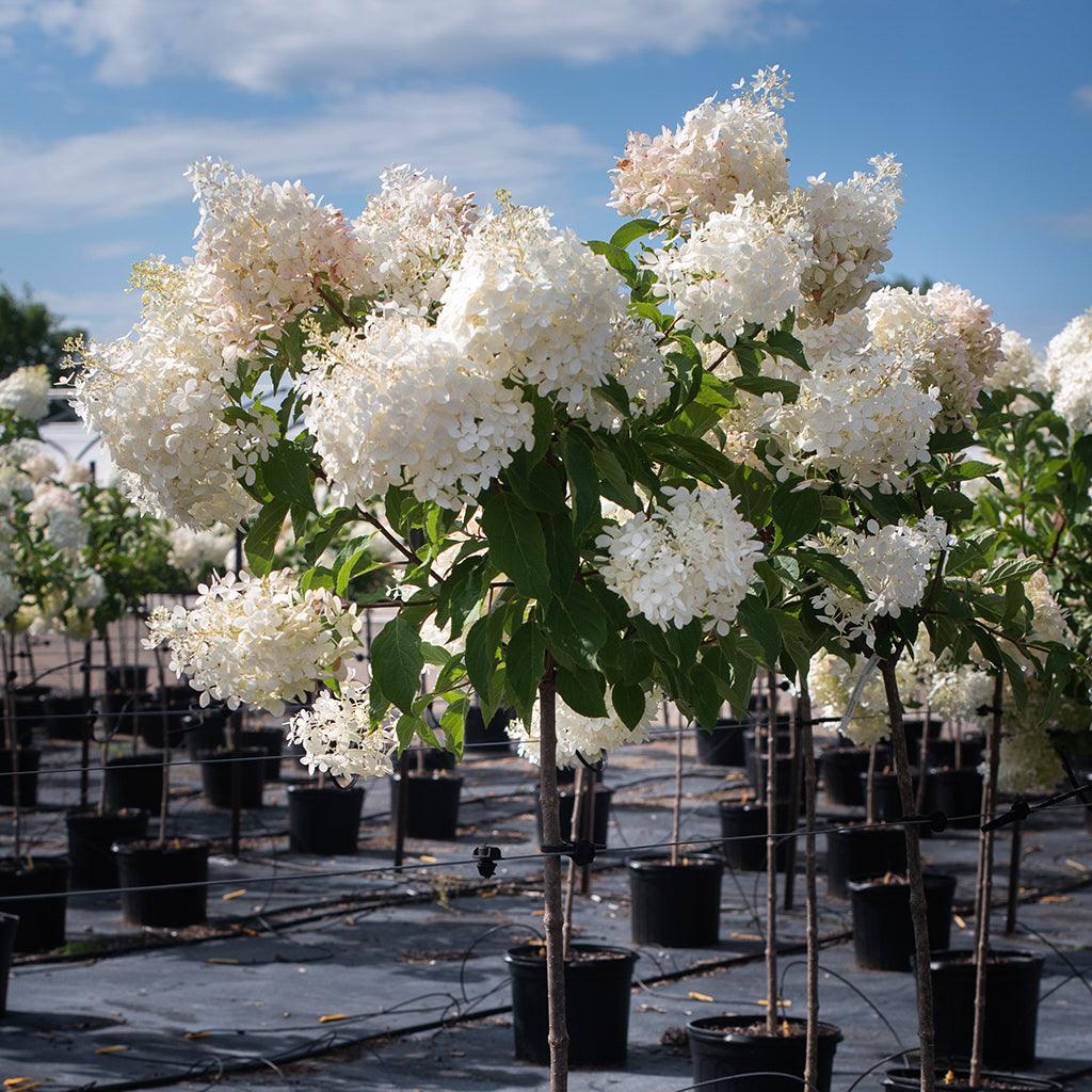 Hydrangea Paniculata Phantom Tree Form - View 4 from www redcrocus com