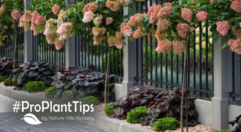 Hydrangea Paniculata 'vanilla Strawberry' Tree Form - View 9 from www redcrocus com