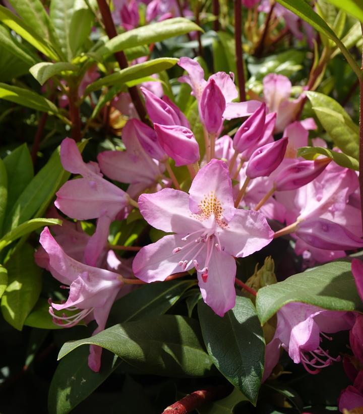 Rhododendron Maximum Roseum - View 12 from www redcrocus com