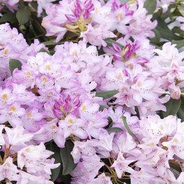 Rhododendron Maximum Roseum - View 13 from www redcrocus com