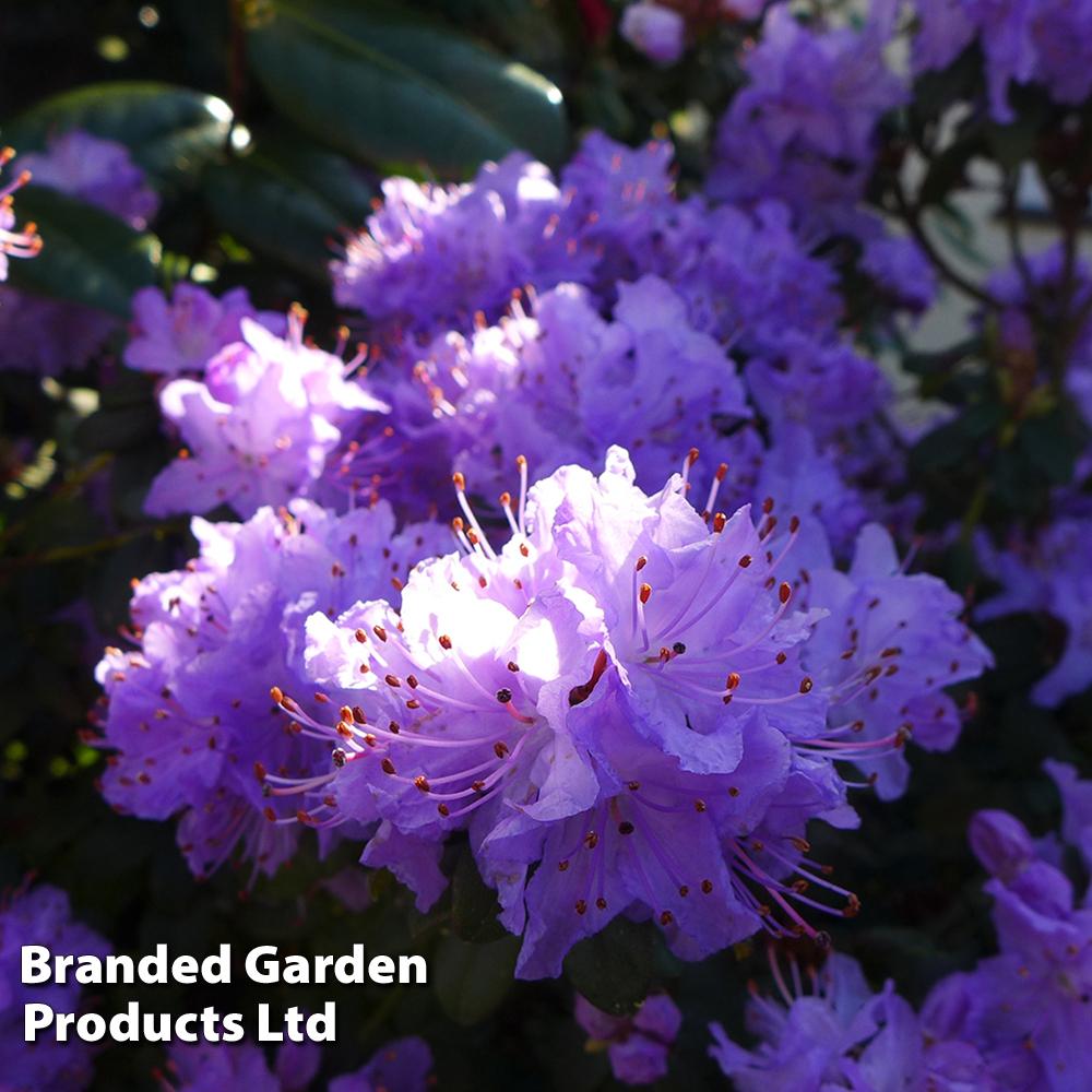 Rhododendron Blue Diamond - View 11 from www redcrocus com