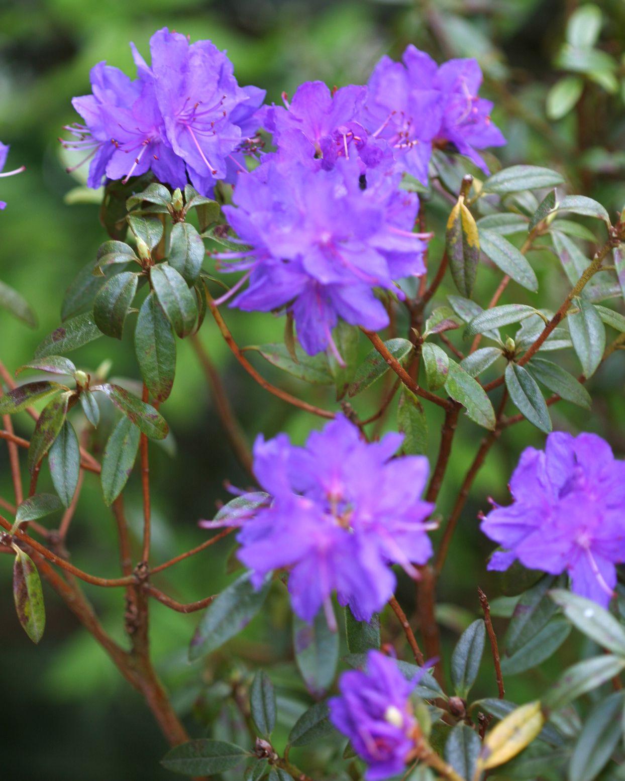 Rhododendron Blue Diamond - View 12 from www redcrocus com