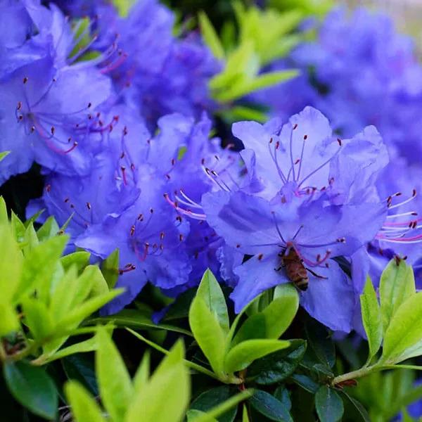 Rhododendron Blue Diamond - View 13 from www redcrocus com