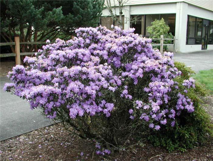 Rhododendron Blue Diamond - View 14 from www redcrocus com