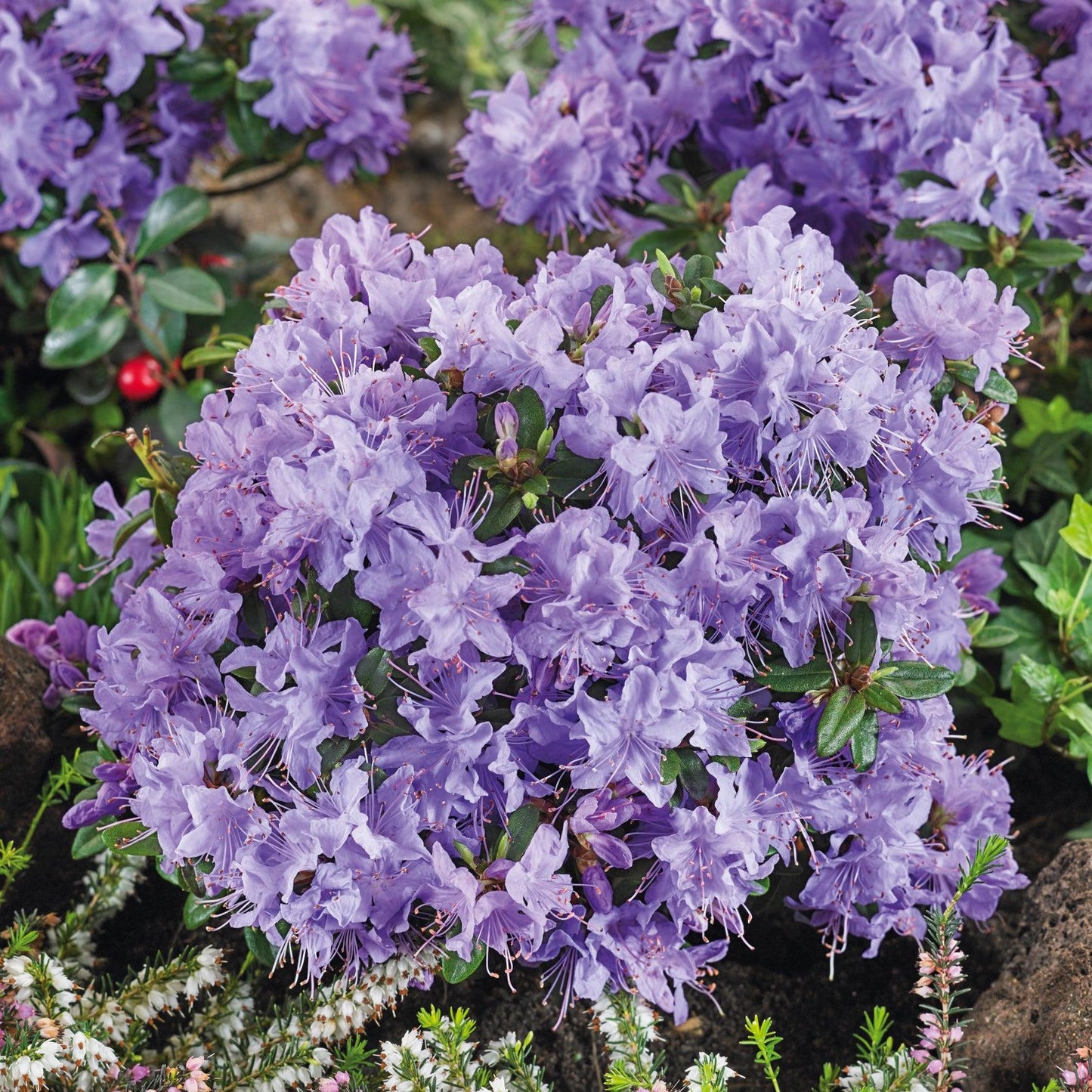 Rhododendron Blue Diamond - View 15 from www redcrocus com