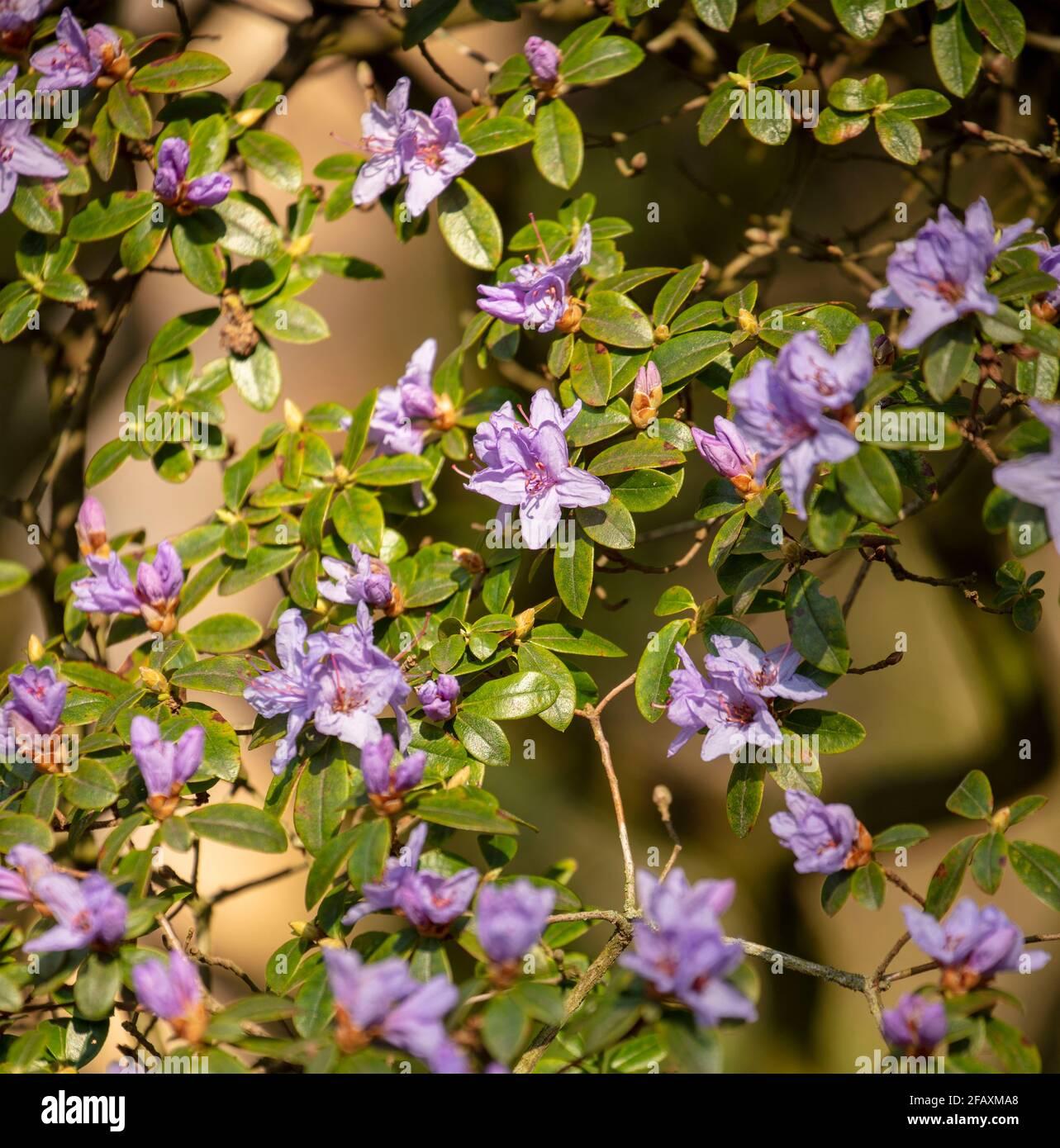 Rhododendron Blue Diamond - View 16 from www redcrocus com