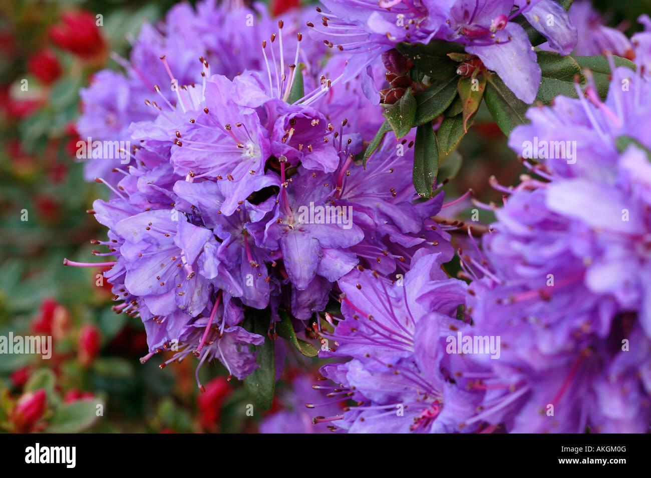 Rhododendron Blue Diamond - View 17 from www redcrocus com