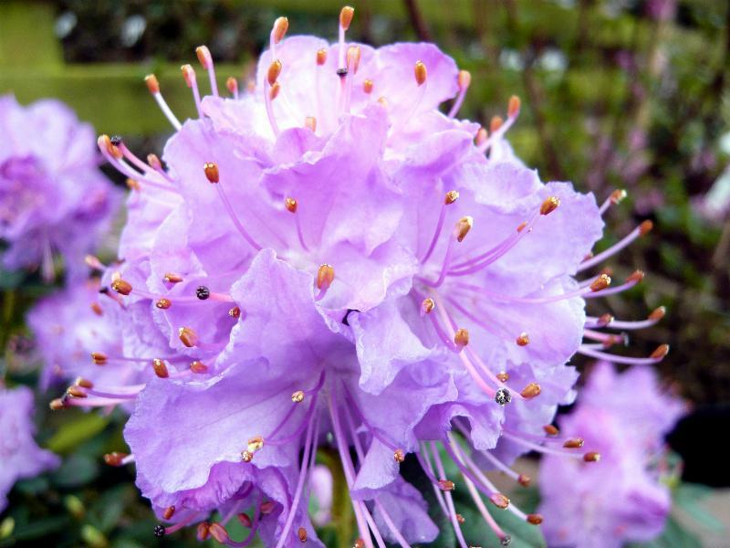 Rhododendron Blue Diamond - View 18 from www redcrocus com