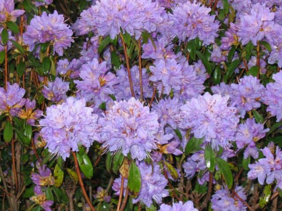Rhododendron Blue Diamond - View 19 from www redcrocus com