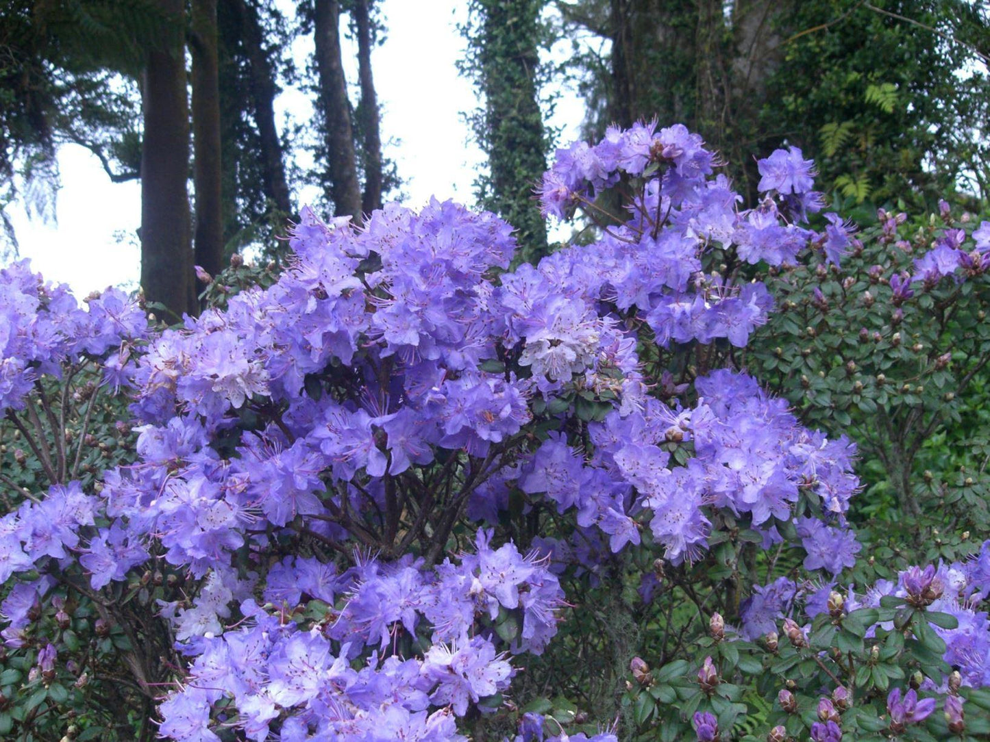 Rhododendron Blue Diamond - View 2 from www redcrocus com