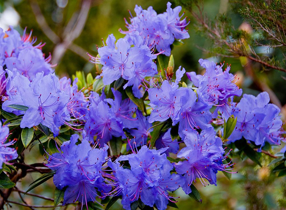Rhododendron Blue Diamond - View 3 from www redcrocus com