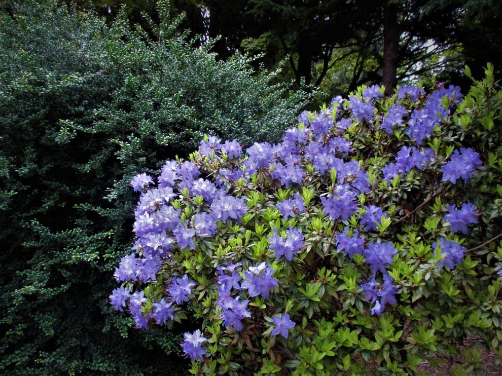 Rhododendron Blue Diamond - View 4 from www redcrocus com