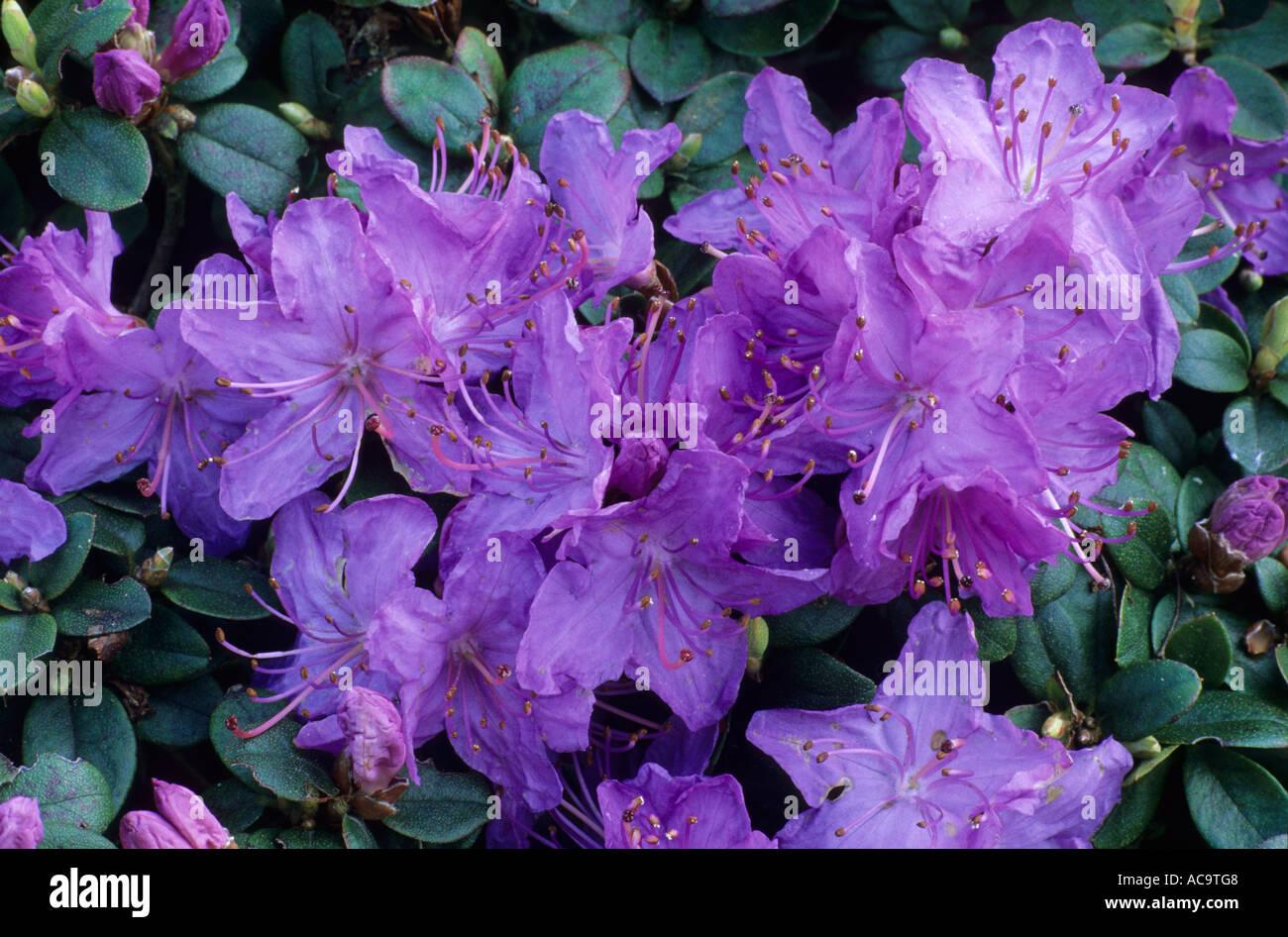 Rhododendron Blue Diamond - View 5 from www redcrocus com