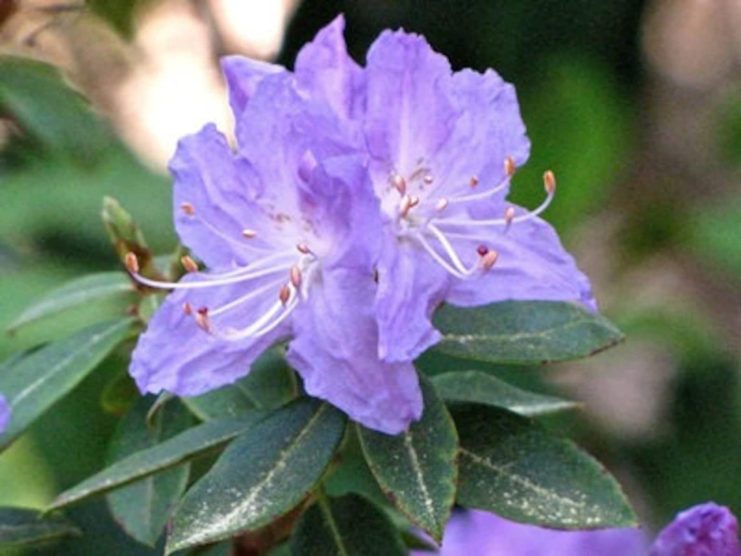 Rhododendron Blue Diamond - View 6 from www redcrocus com