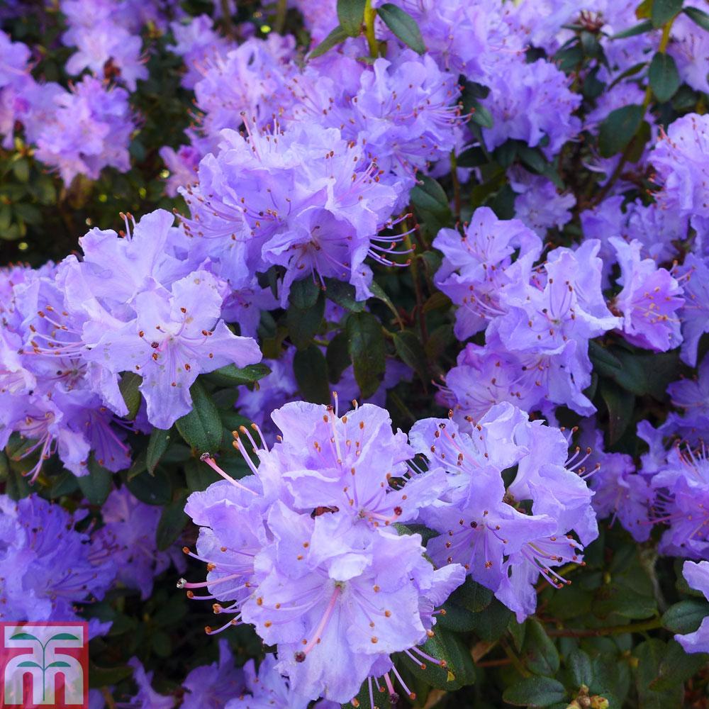 Rhododendron Blue Diamond - View 7 from www redcrocus com