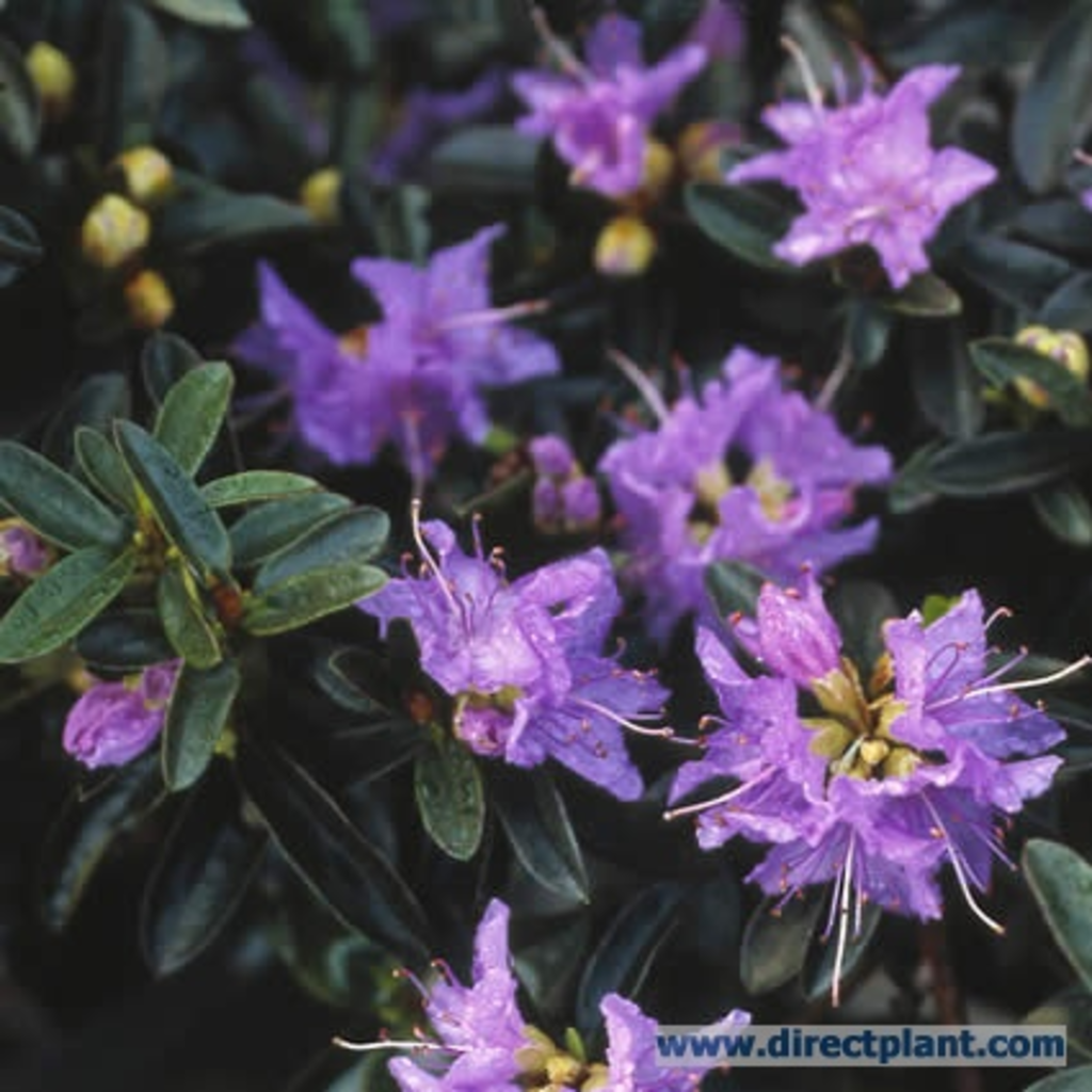 Rhododendron Blue Diamond - View 7 from www redcrocus com