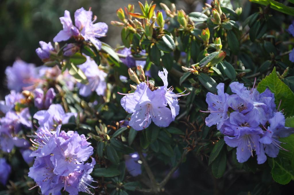 Rhododendron Blue Diamond - View 9 from www redcrocus com