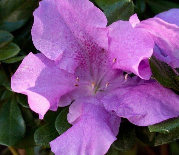Rhododendron Starry Night - View 11 from www redcrocus com