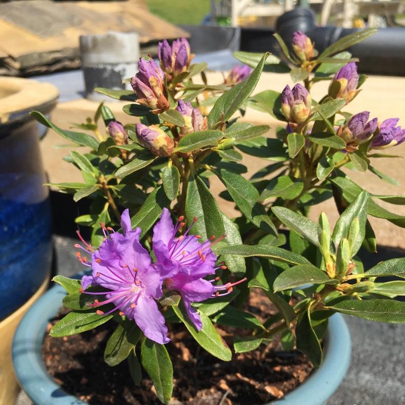 Rhododendron Starry Night - View 12 from www redcrocus com