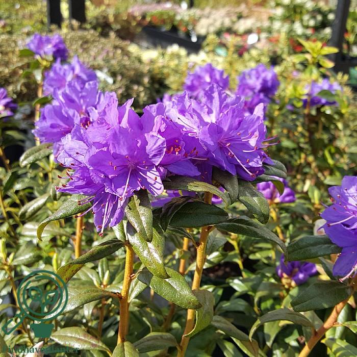 Rhododendron Starry Night - View 13 from www redcrocus com