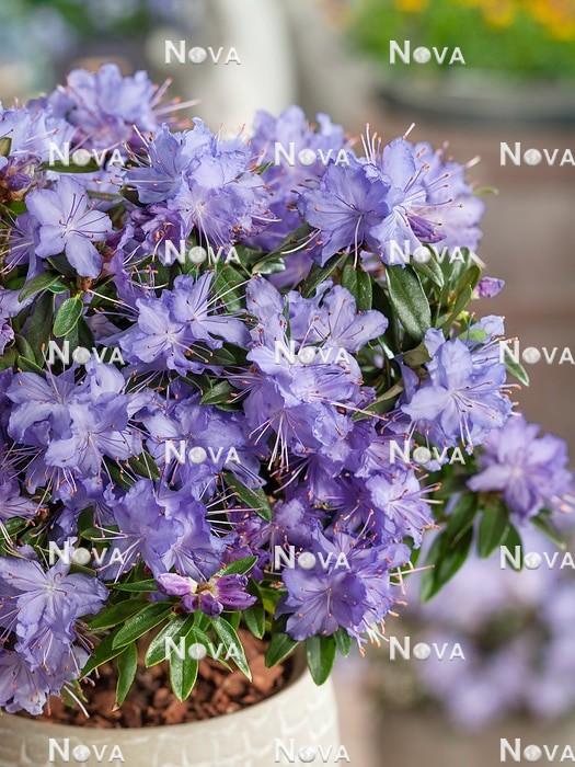 Rhododendron Starry Night - View 15 from www redcrocus com