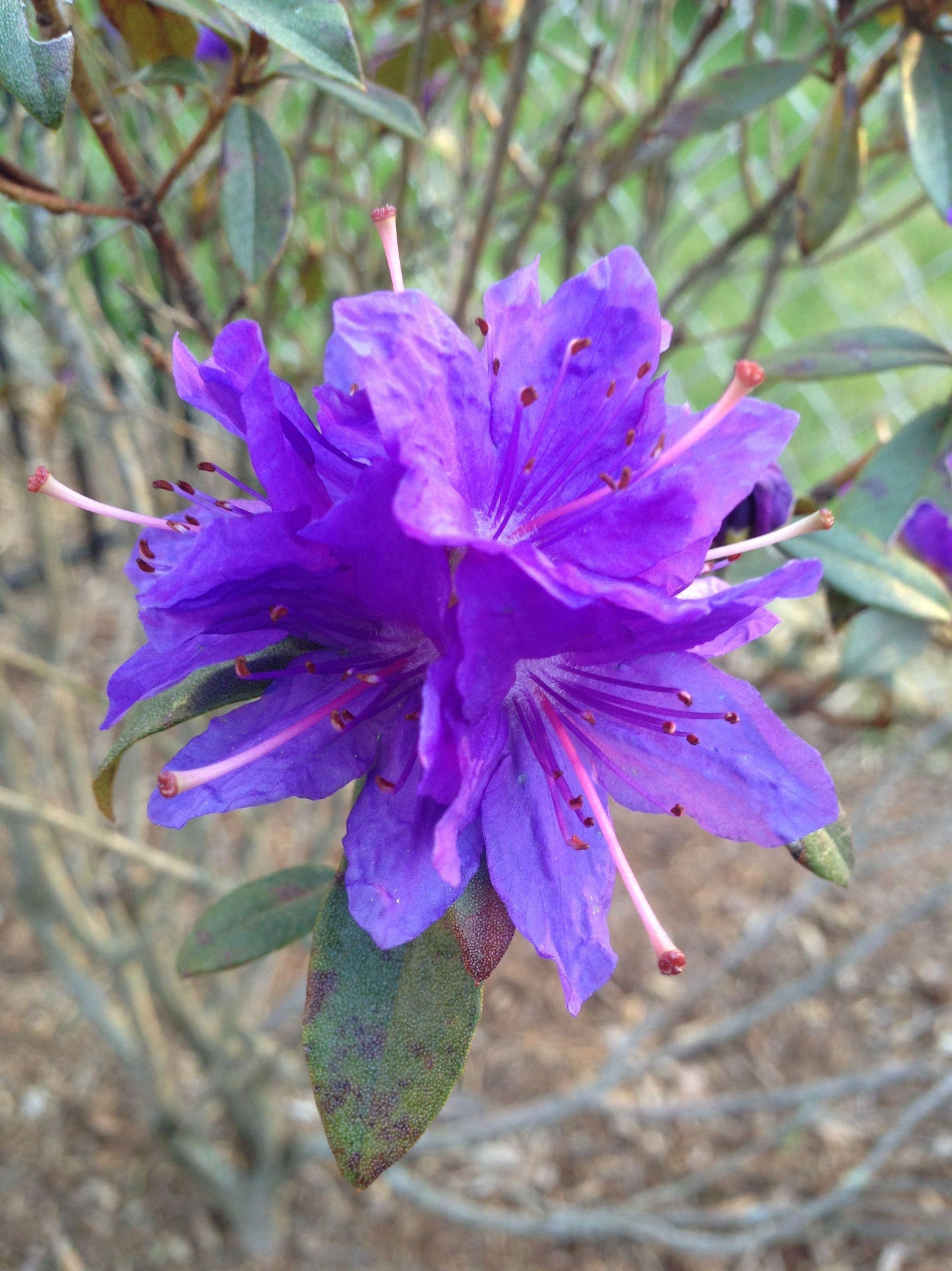 Rhododendron Starry Night - View 7 from www redcrocus com