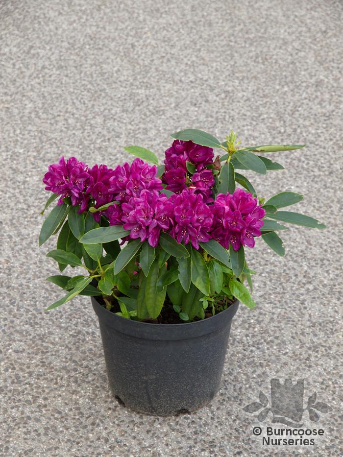 Rhododendron Polar Night - View 10 from www redcrocus com