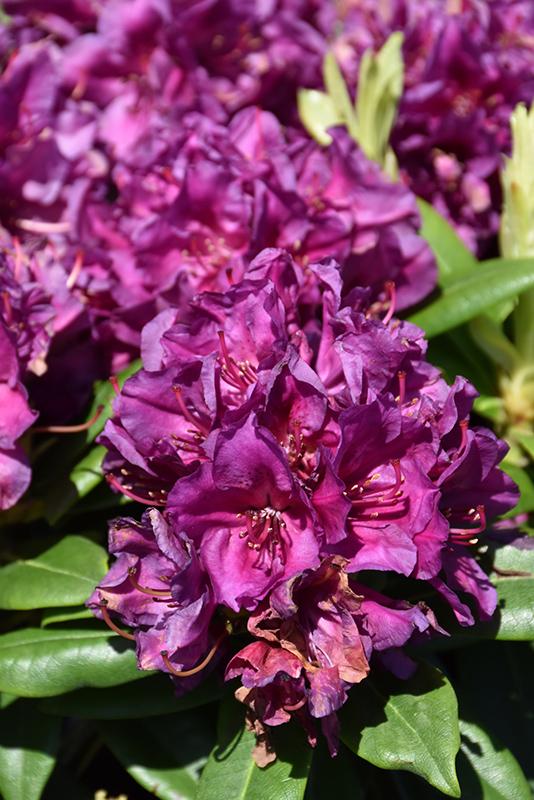 Rhododendron Polar Night - View 12 from www redcrocus com