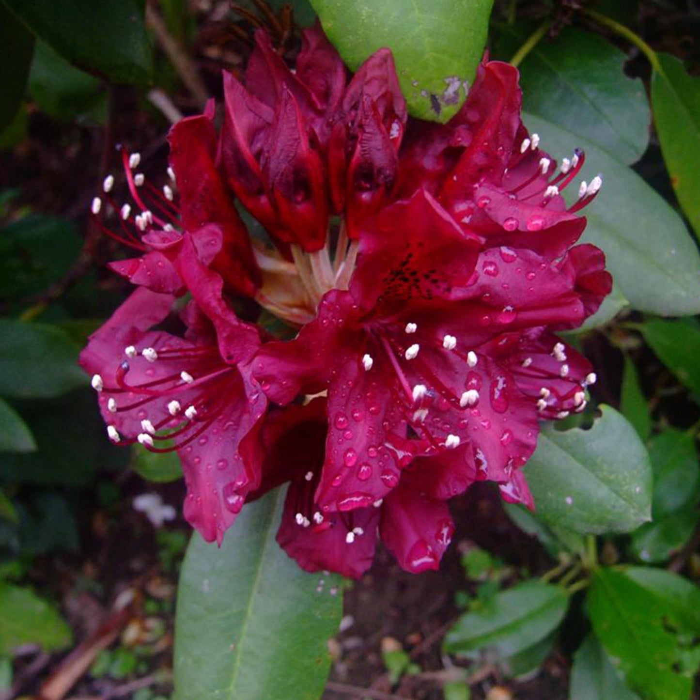 Rhododendron Polar Night - View 14 from www redcrocus com