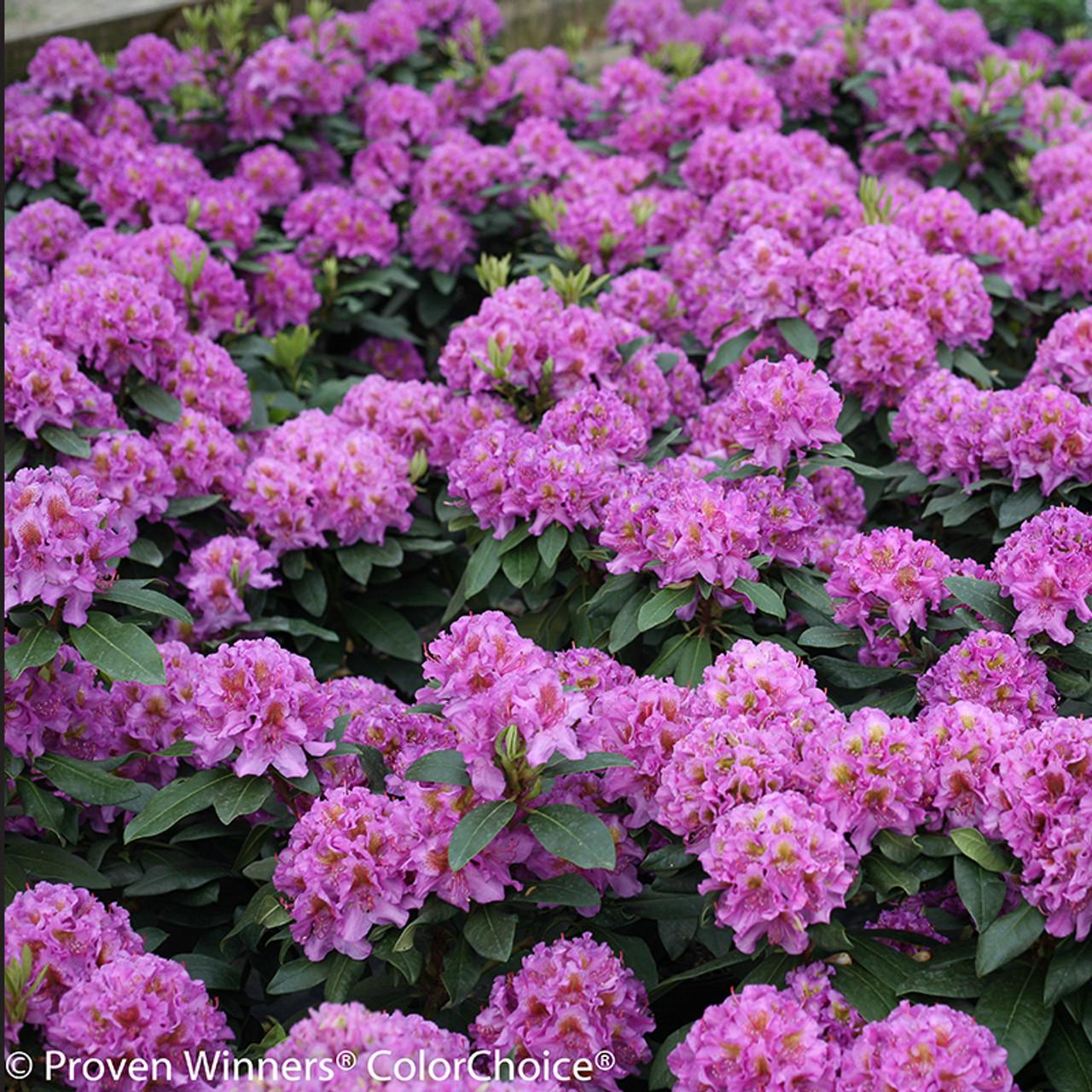 Rhododendron Polar Night - View 16 from www redcrocus com