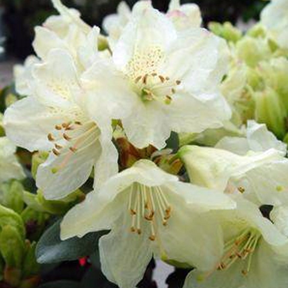 Rhododendron Polar Night - View 17 from www redcrocus com