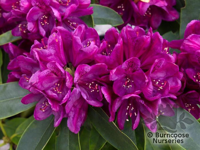Rhododendron Polar Night - View 1 from www redcrocus com