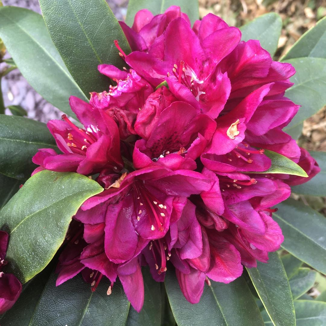 Rhododendron Polar Night - View 2 from www redcrocus com