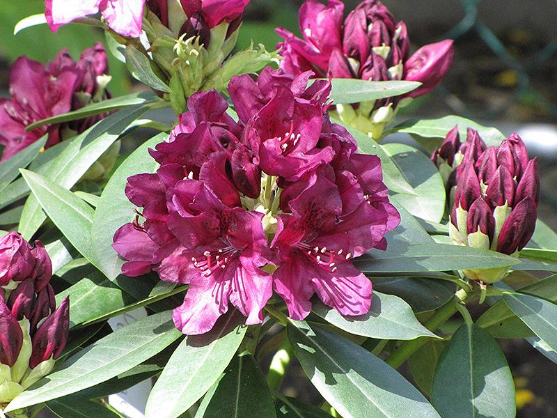Rhododendron Polar Night - View 3 from www redcrocus com