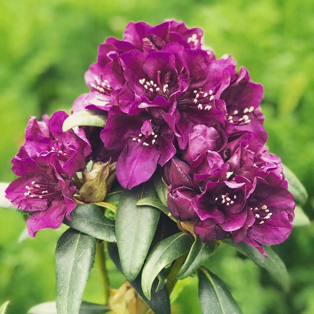 Rhododendron Polar Night - View 4 from www redcrocus com